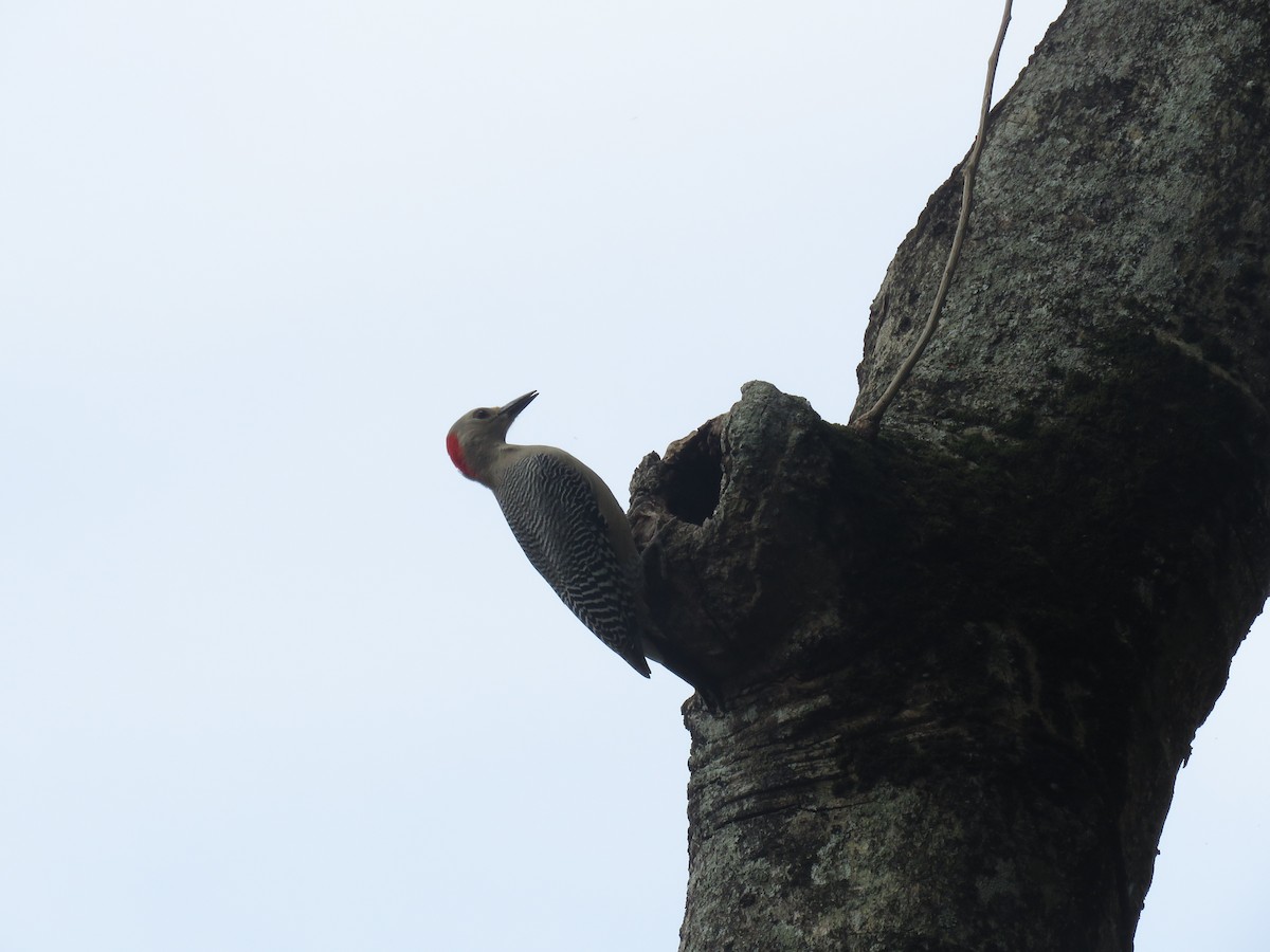 Golden-fronted Woodpecker (Velasquez's) - ML403291421