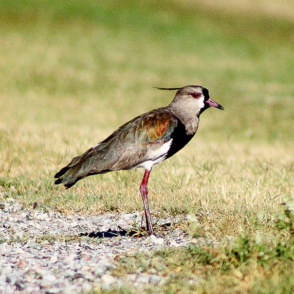 Southern Lapwing - Adrian Farias
