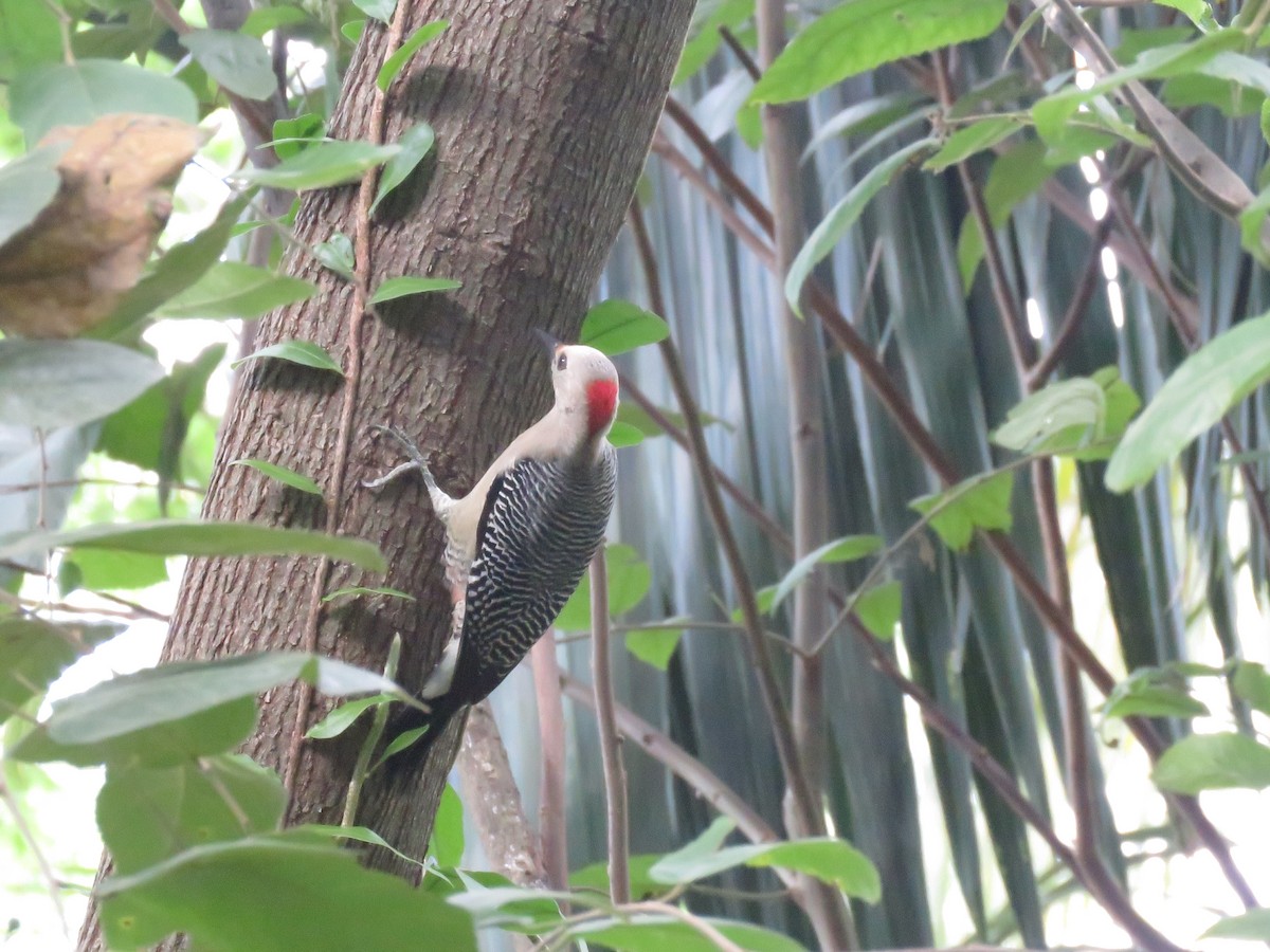 Golden-fronted Woodpecker (Velasquez's) - ML403291511