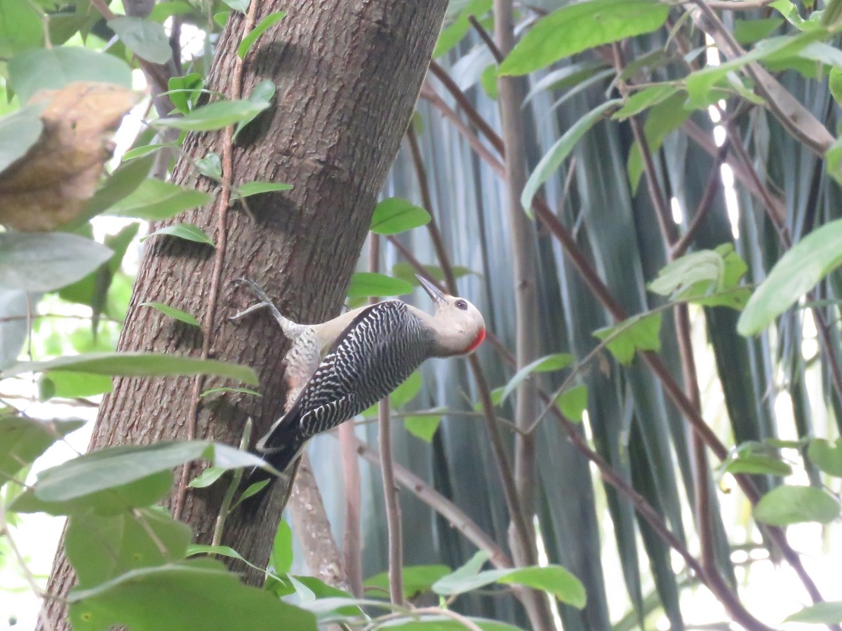 Golden-fronted Woodpecker (Velasquez's) - ML403291581