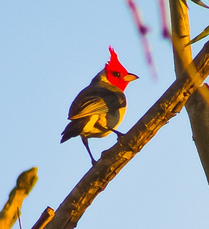 Red-crested Cardinal - Adrian Farias