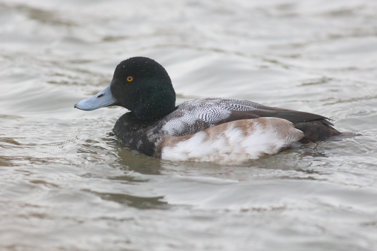Greater Scaup - ML403291931