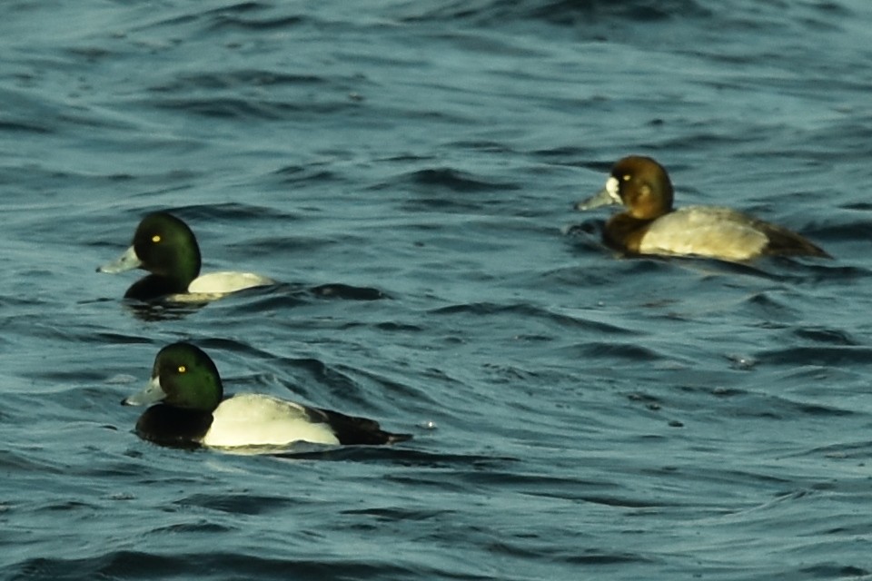 Greater Scaup - ML403292521