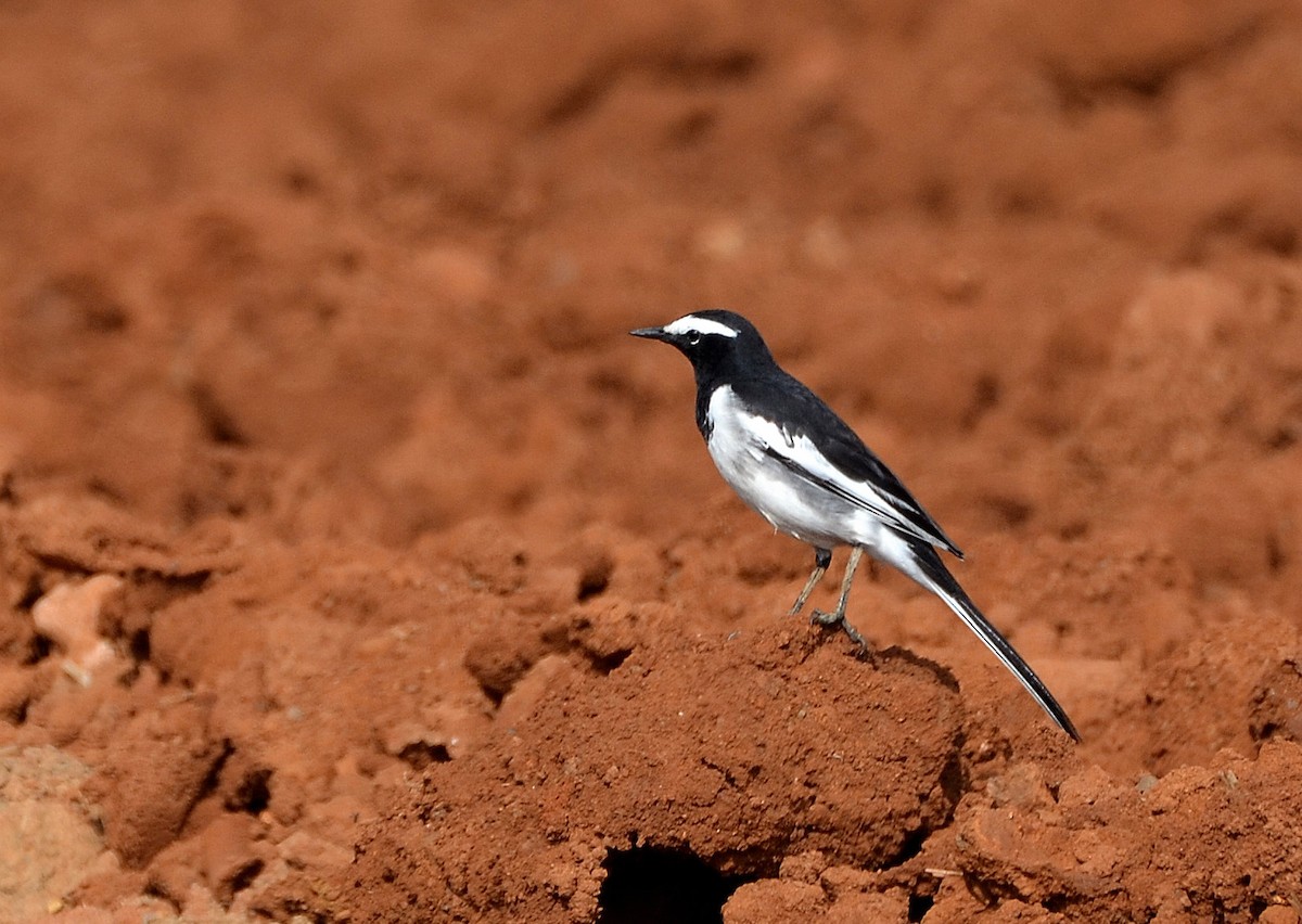 White-browed Wagtail - ML40329271