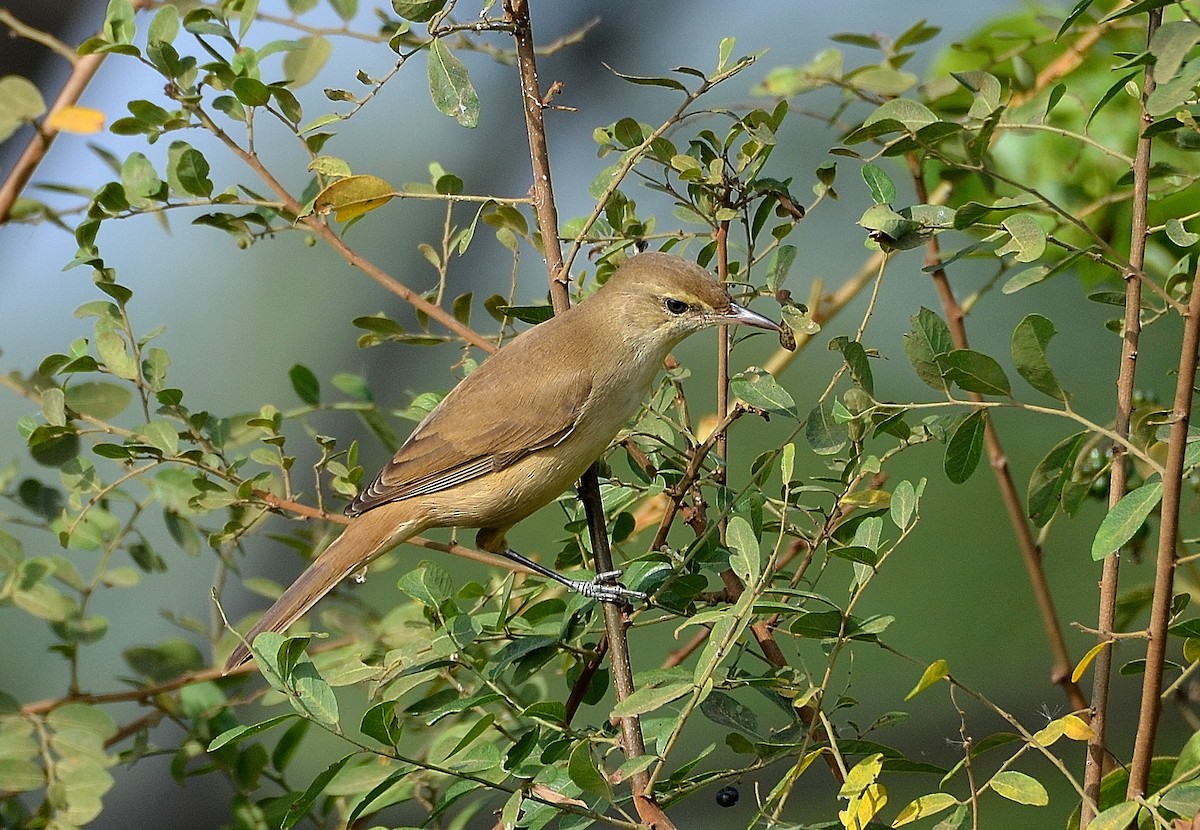 Blyth's Reed Warbler - Bhaskar pandeti