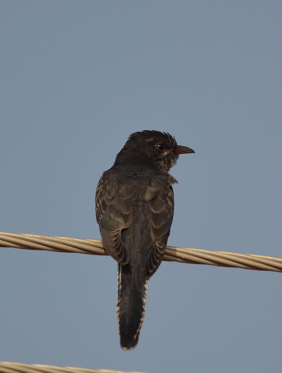 Gray-bellied Cuckoo - ML40329491