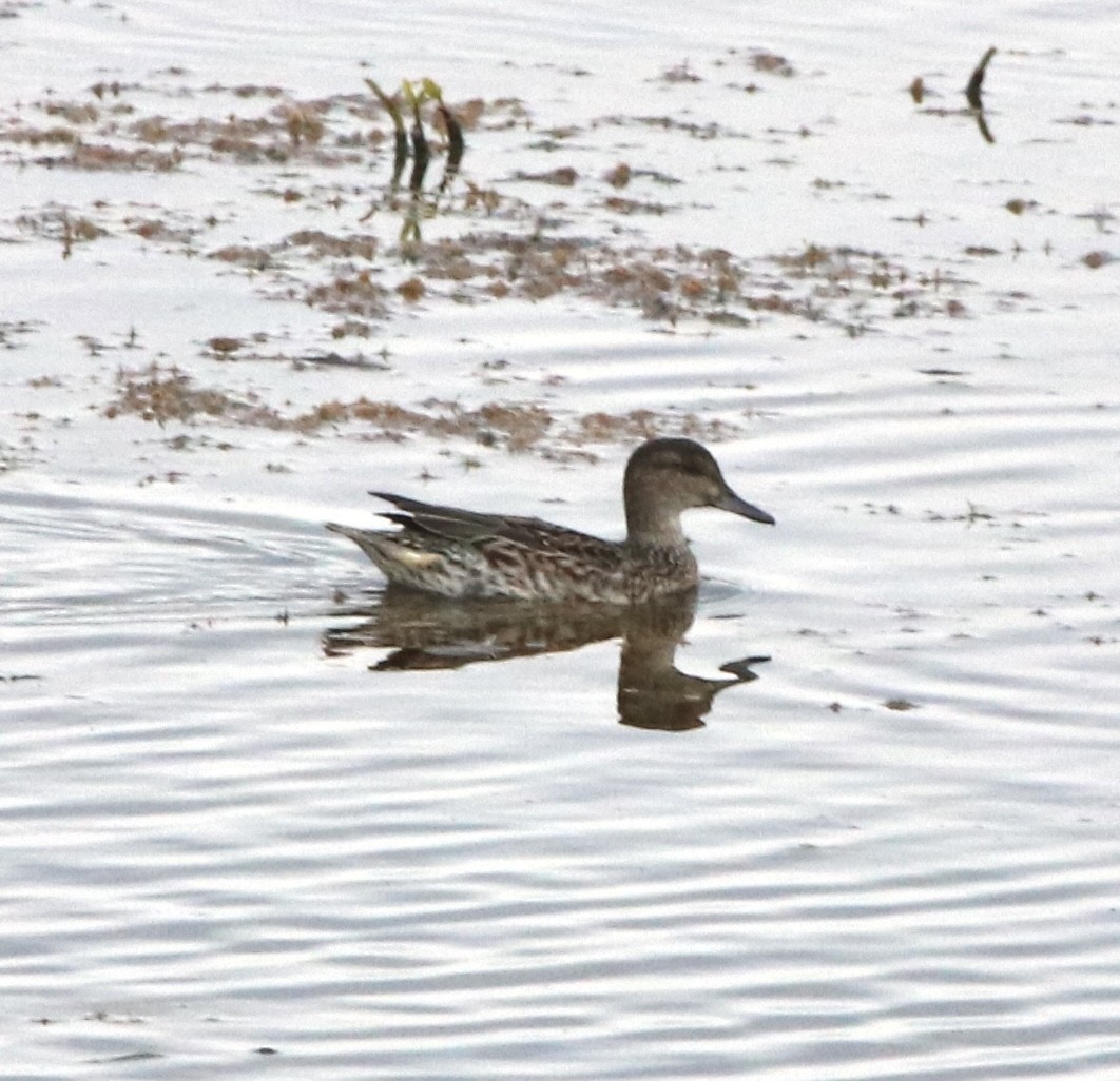 eBird Checklist - 7 Jan 2022 - Ten Thousand Islands NWR--Marsh Trail ...