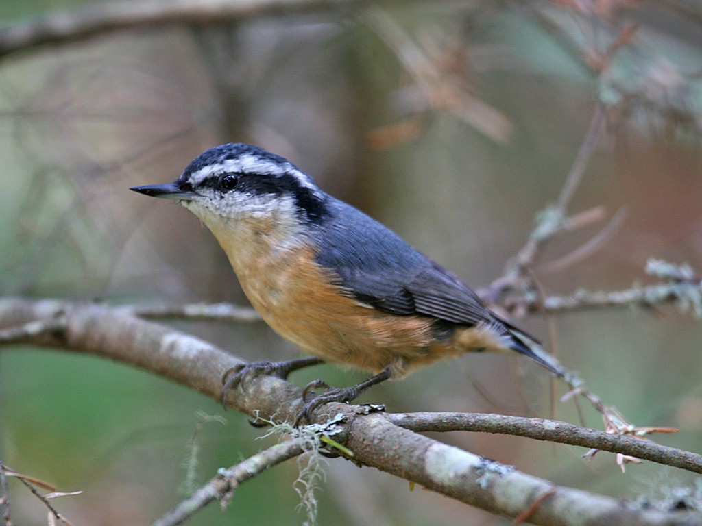 Red-breasted Nuthatch - Dick Dionne