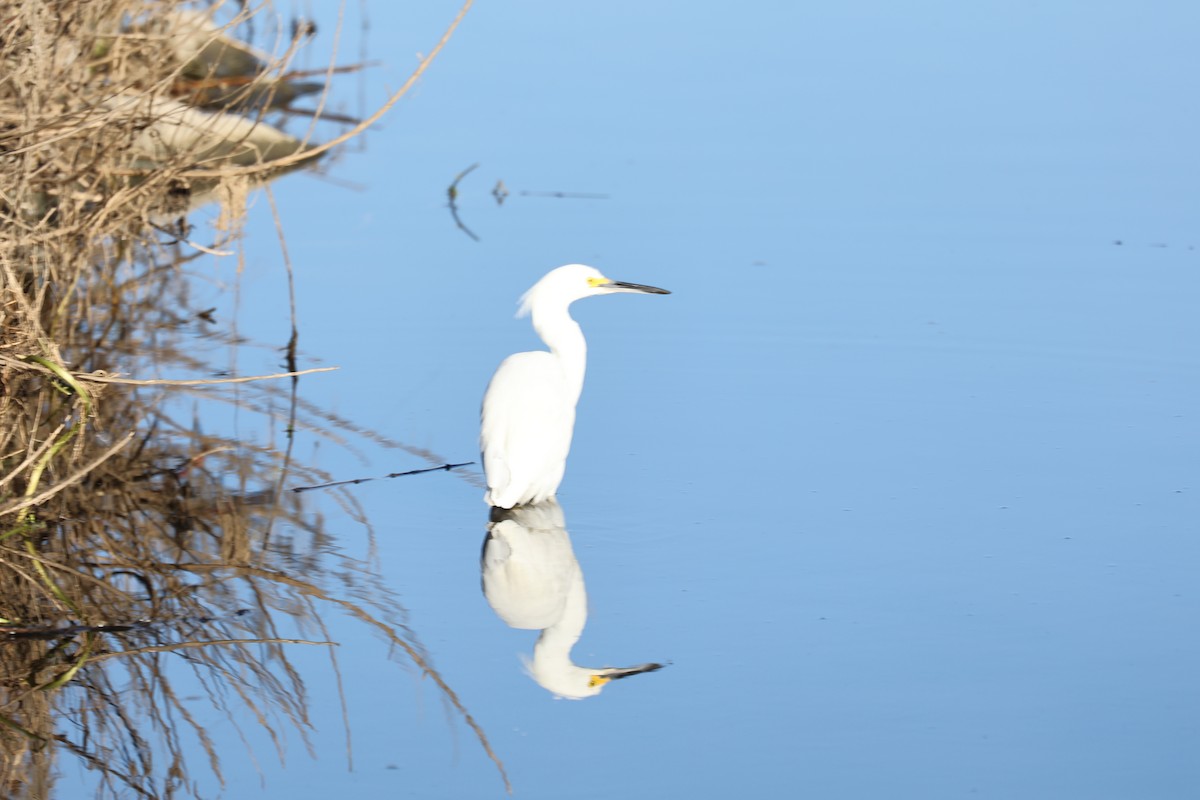 Snowy Egret - George Nothhelfer
