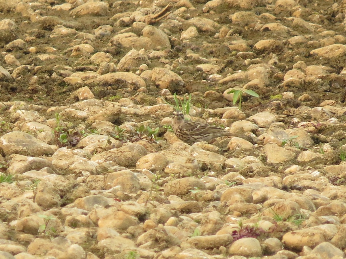 Rosy Pipit - ML40330511