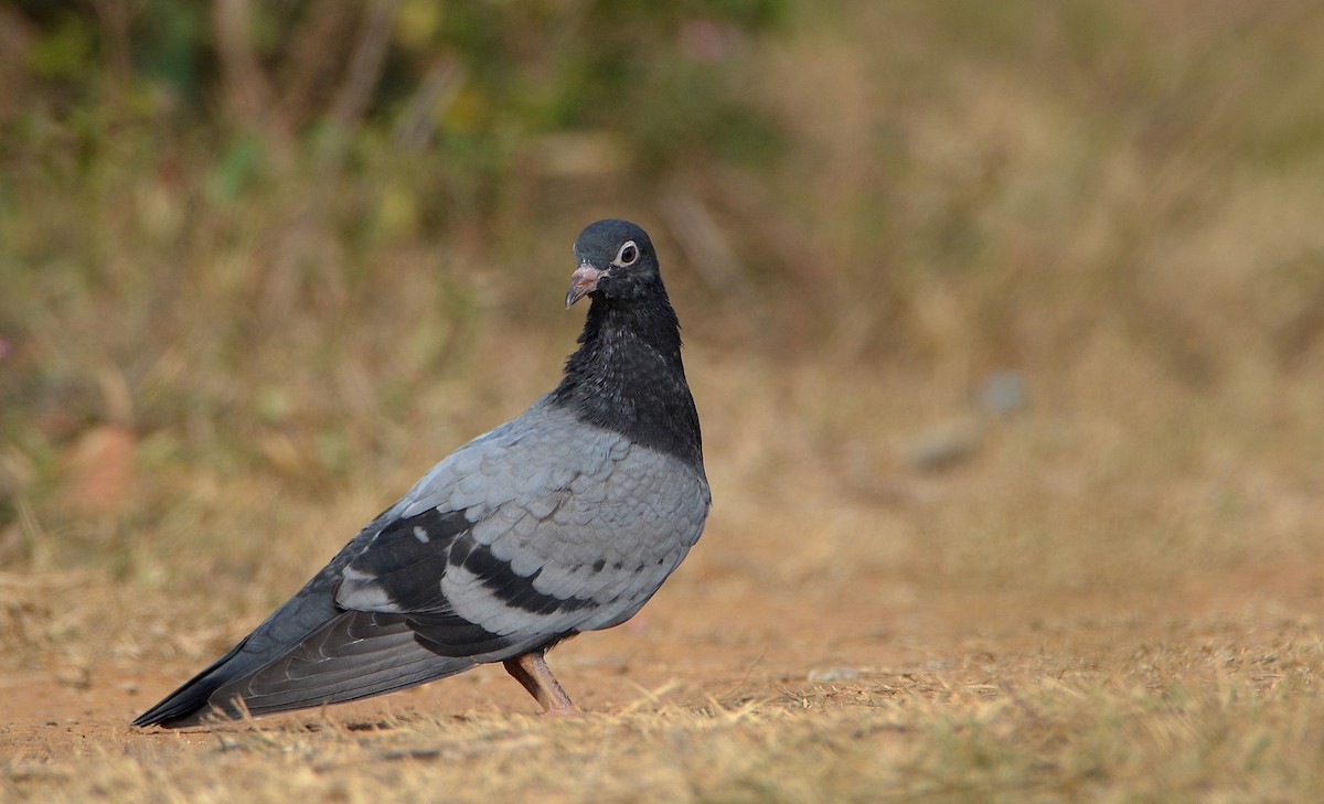 Rock Pigeon (Feral Pigeon) - ML40330711