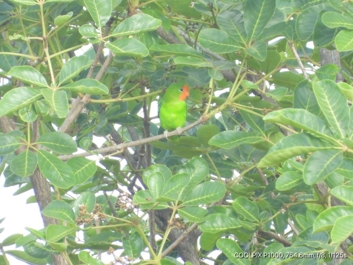 Red-headed Lovebird - ML403318361