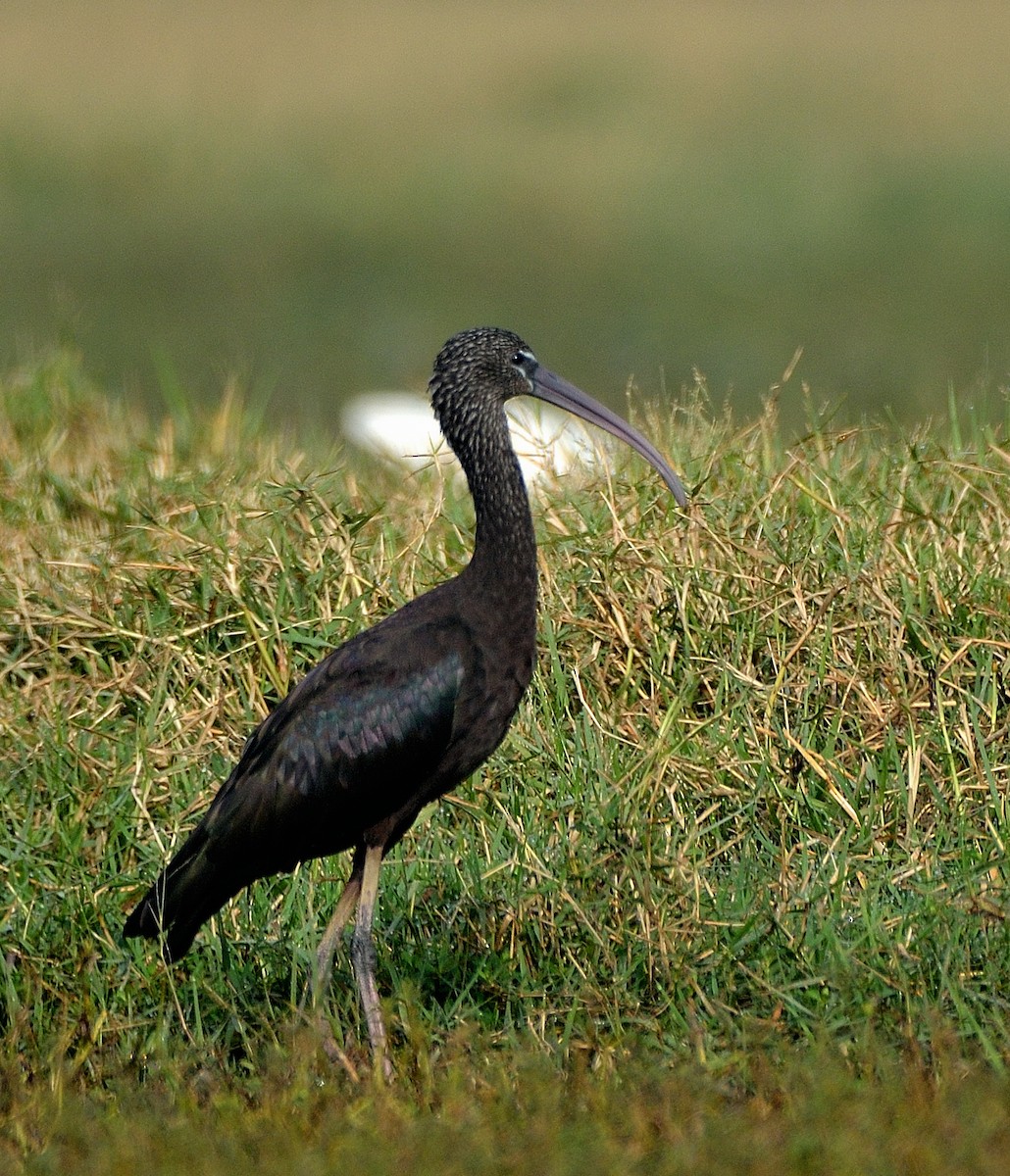 ibis hnědý - ML40331911