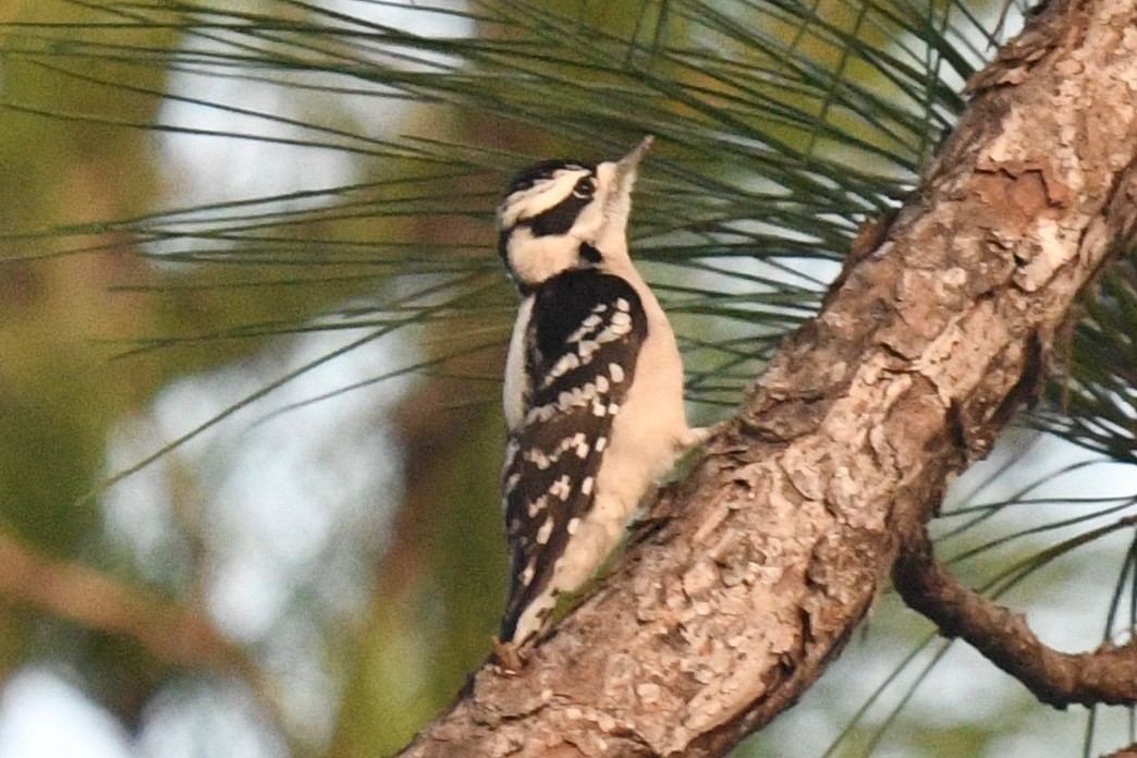 Downy Woodpecker - ML403321281
