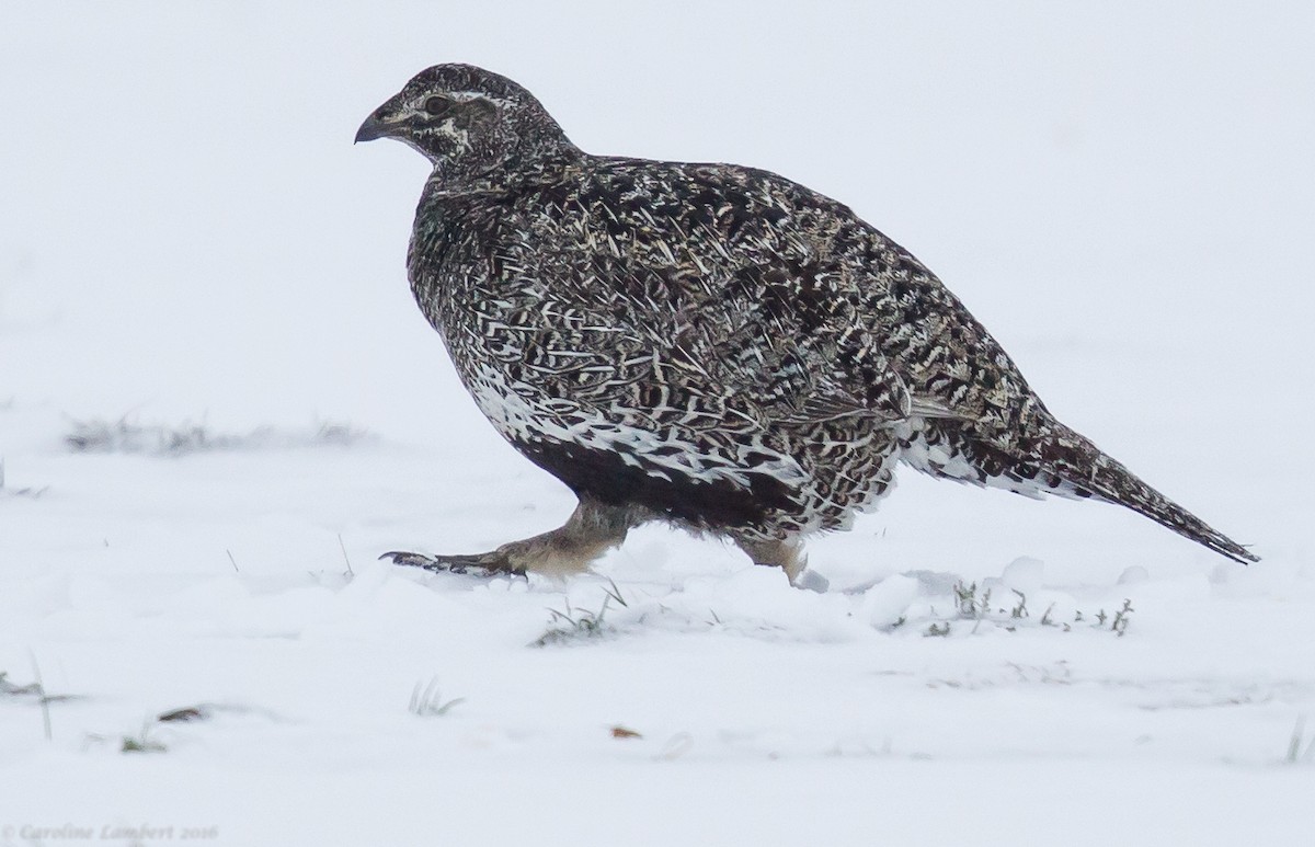 Greater Sage-Grouse - ML40332151