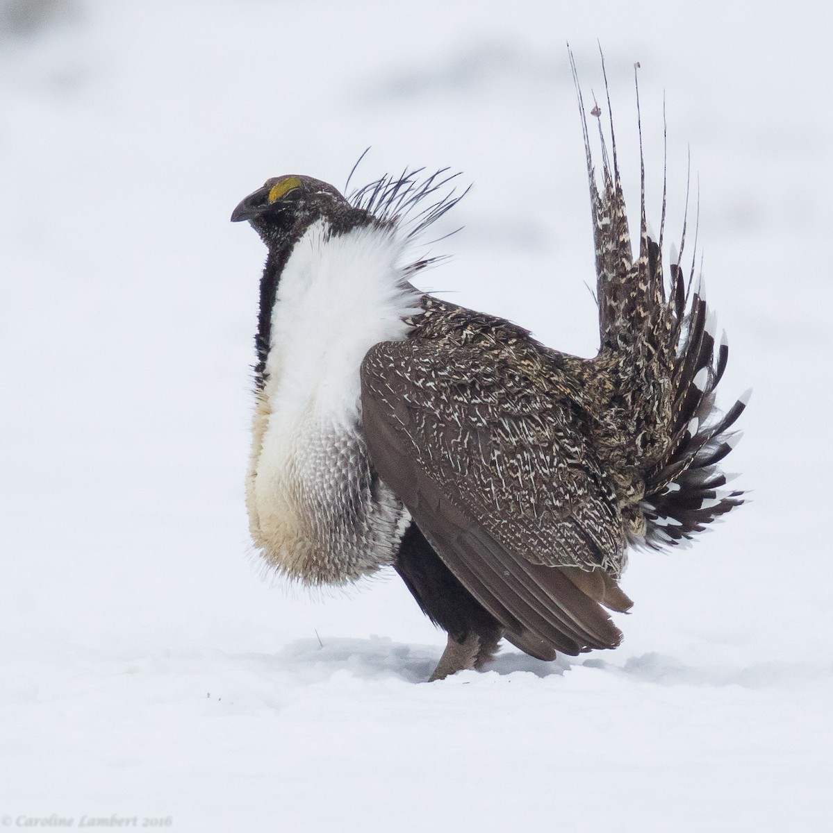 Greater Sage-Grouse - ML40332161