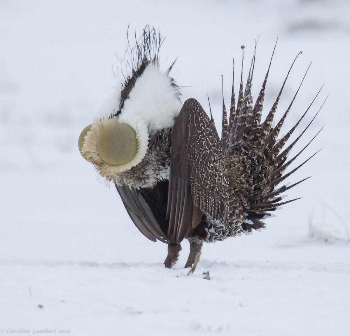 Greater Sage-Grouse - ML40332171