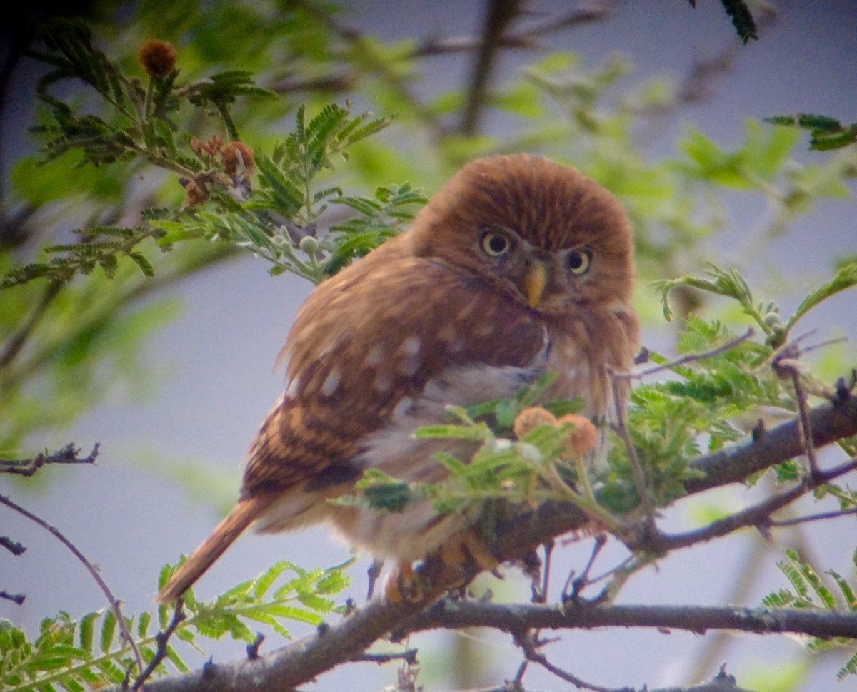 Peruvian Pygmy-Owl - Kenneth Kemphues