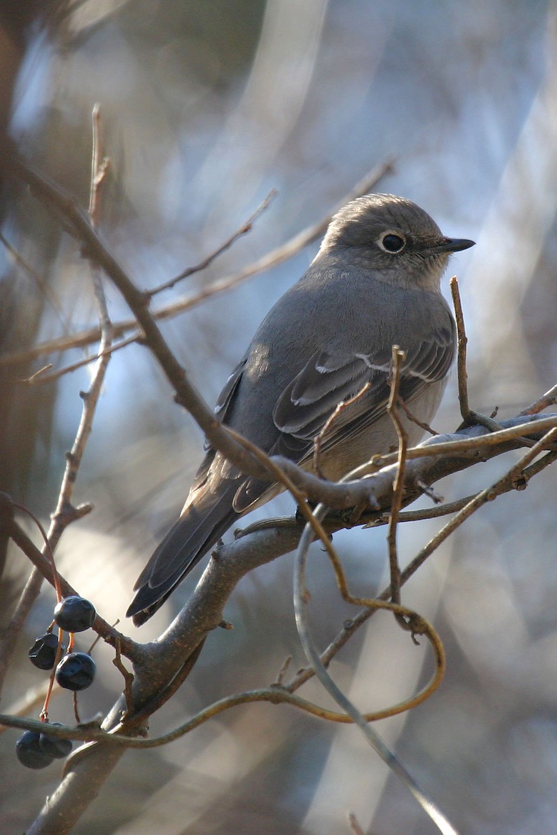 Townsend's Solitaire - ML403324381