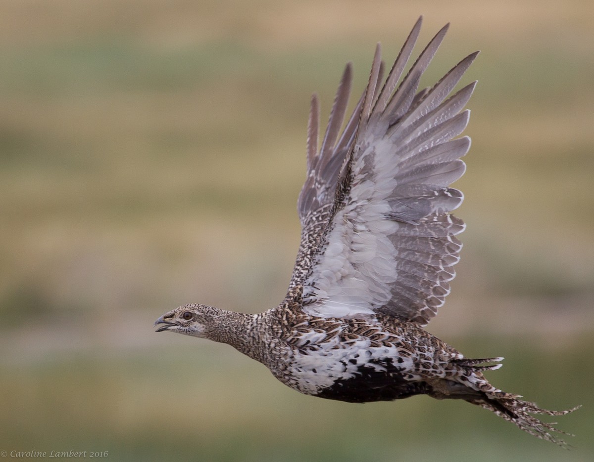 Greater Sage-Grouse - ML40332671