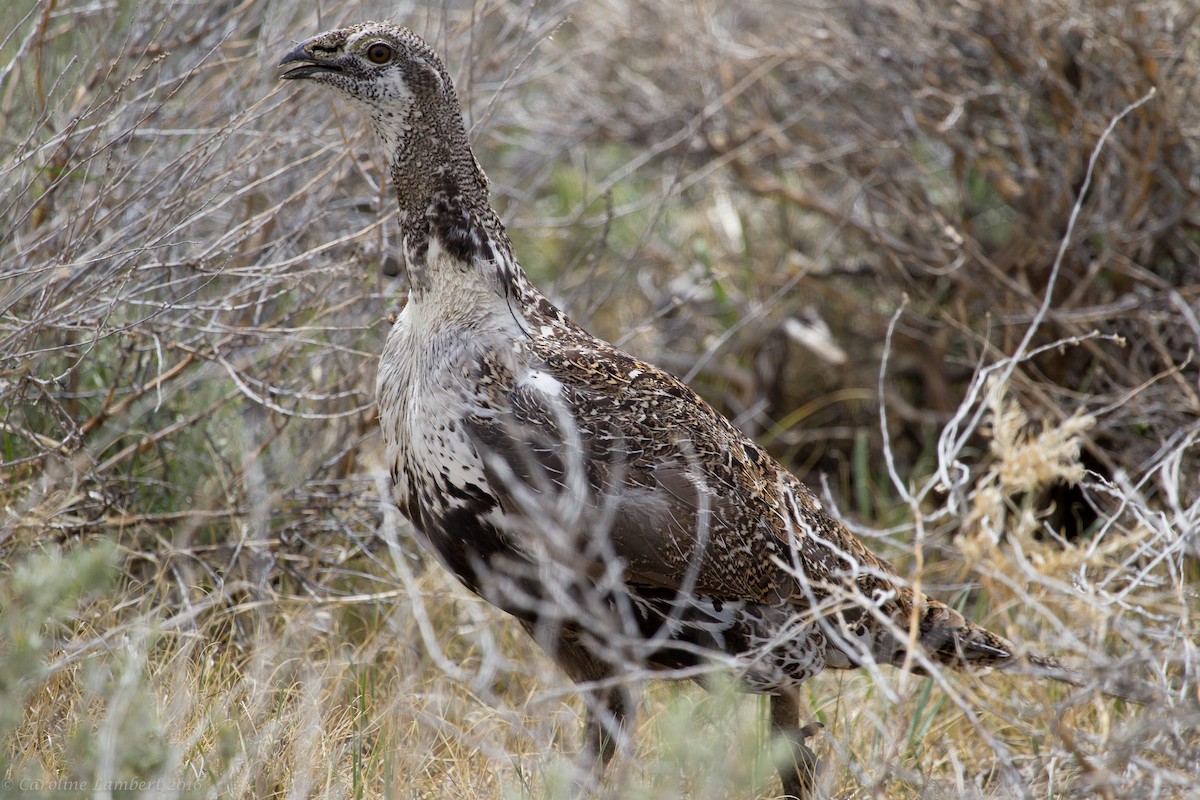 Greater Sage-Grouse - ML40332681