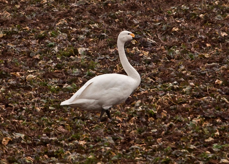 Tundra Swan - ML40332701
