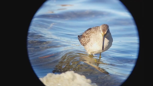 Long-billed Dowitcher - ML403341291