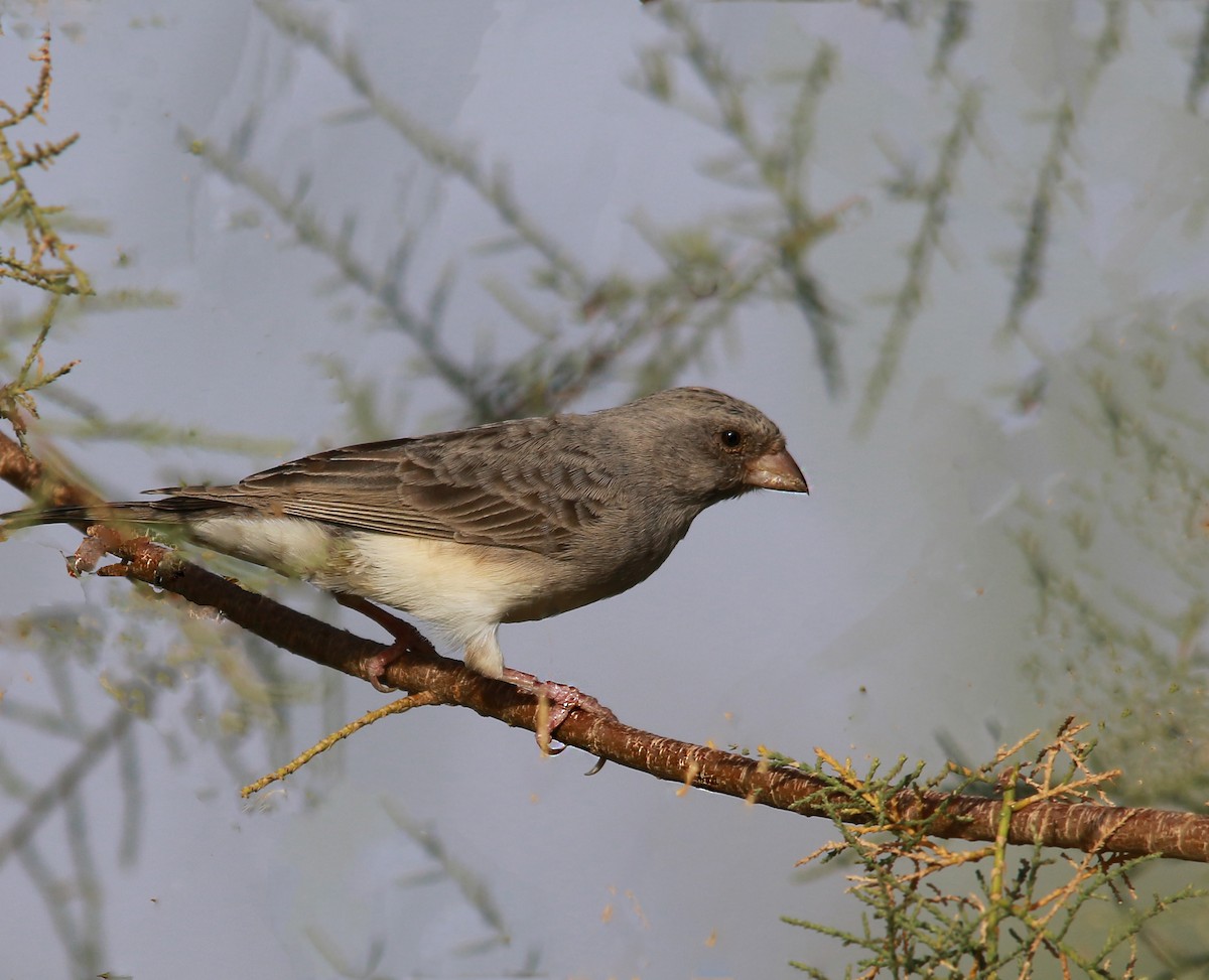 White-rumped Seedeater - ML403341791