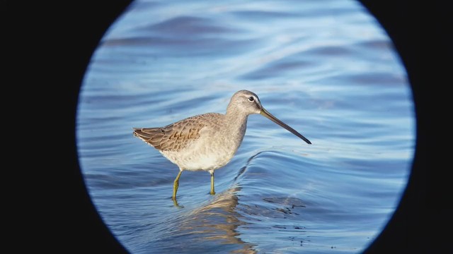 Long-billed Dowitcher - ML403342381