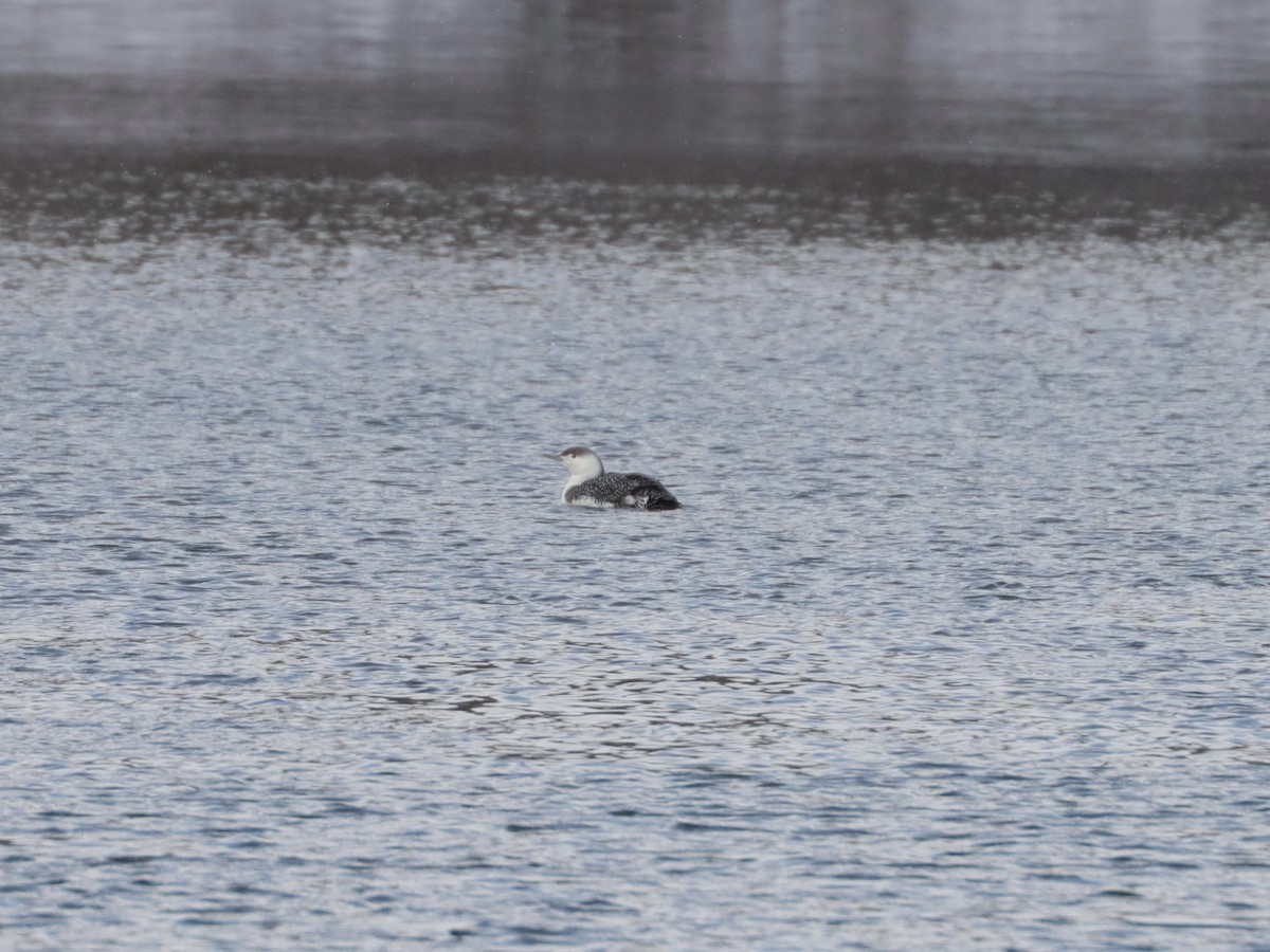 Red-throated Loon - ML403344361