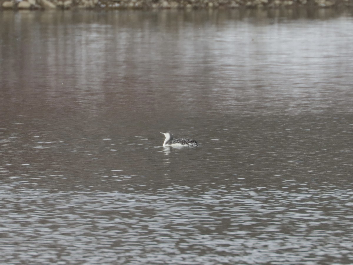 Red-throated Loon - ML403344431