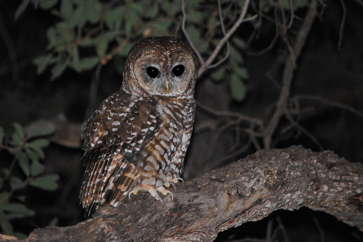 Spotted Owl (Mexican) - ML40334481