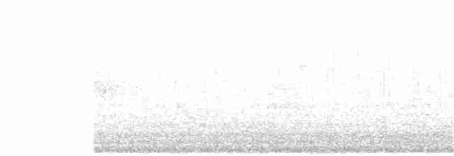 Юнко сірий (підвид caniceps) - ML403347111