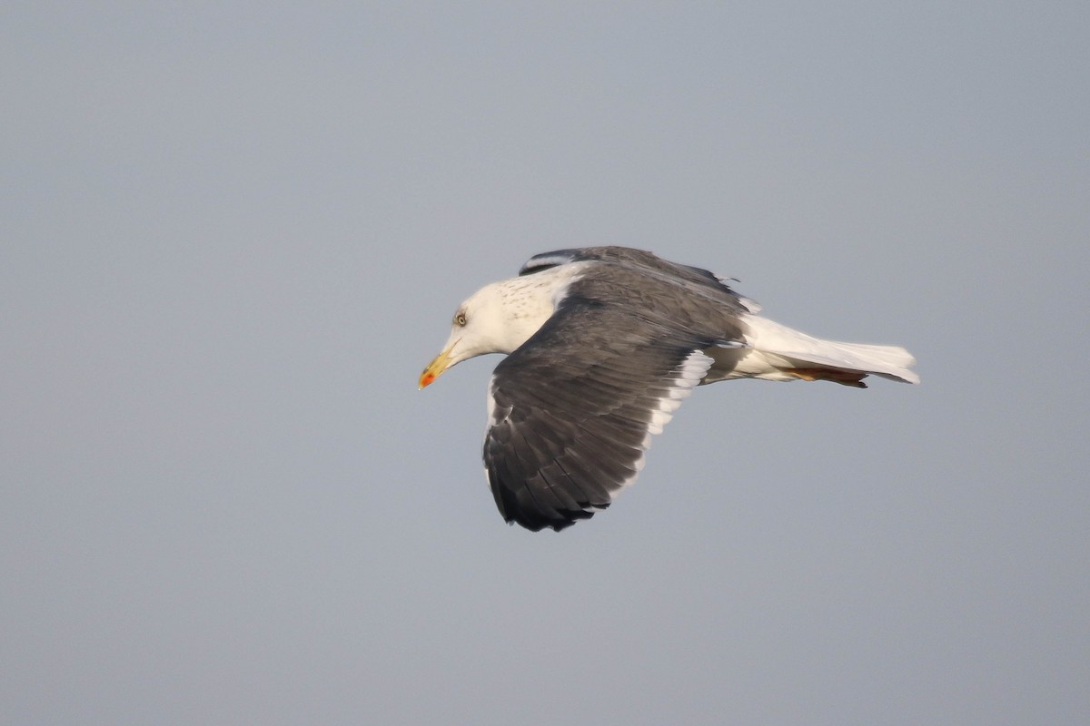 Lesser Black-backed Gull (Heuglin's) - ML403348641