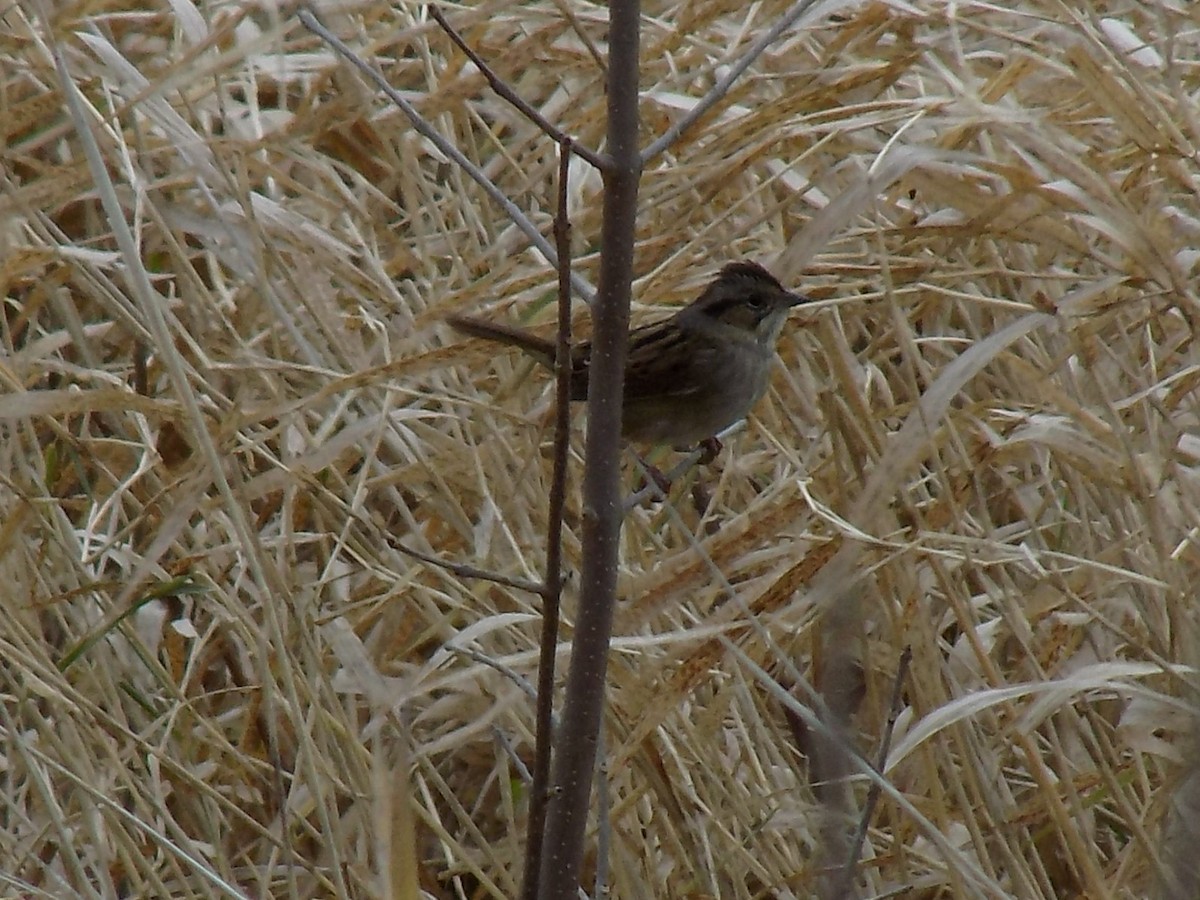 Swamp Sparrow - ML40335691