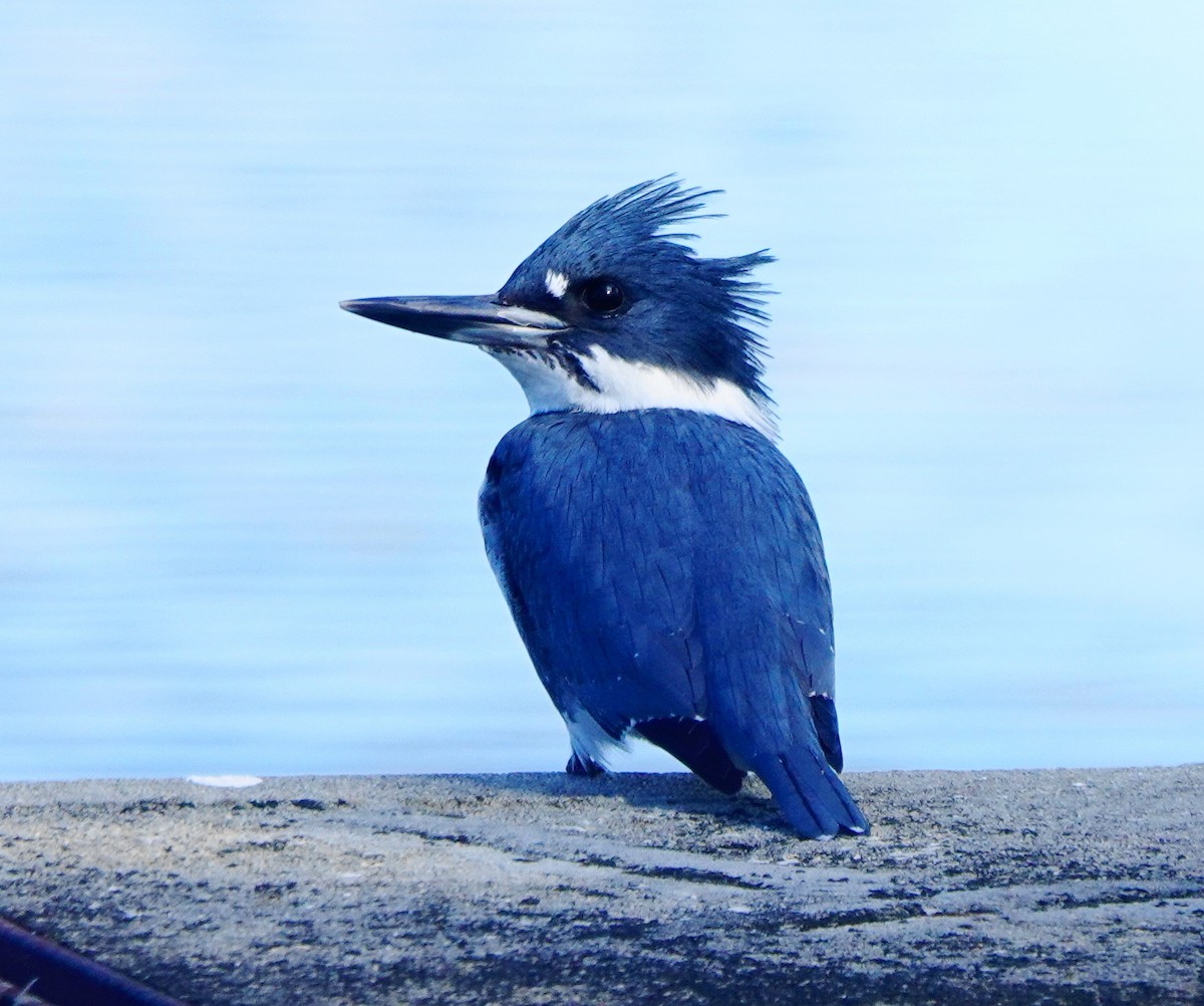 Belted Kingfisher - ML403361261
