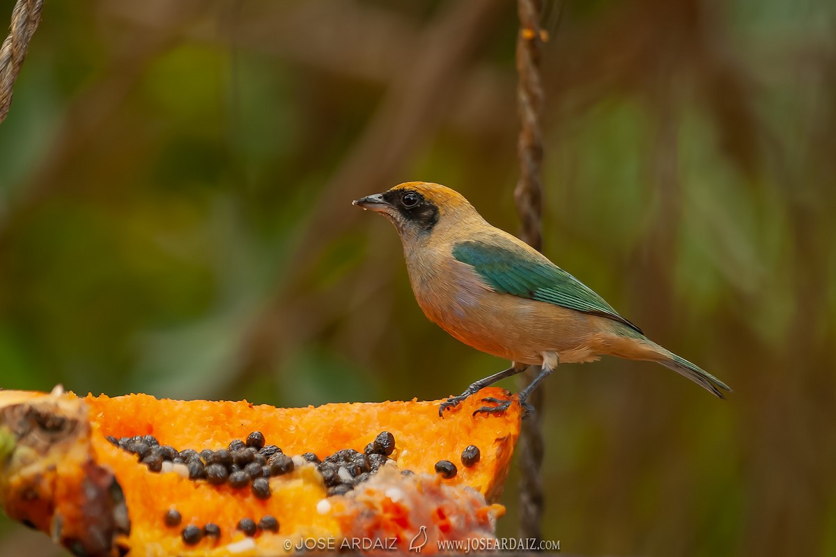 Burnished-buff Tanager (Rufous-crowned) - ML403361551