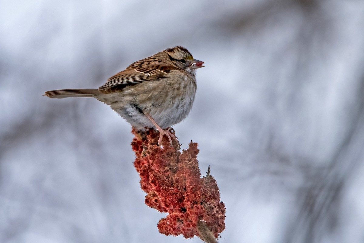 White-throated Sparrow - ML403361841