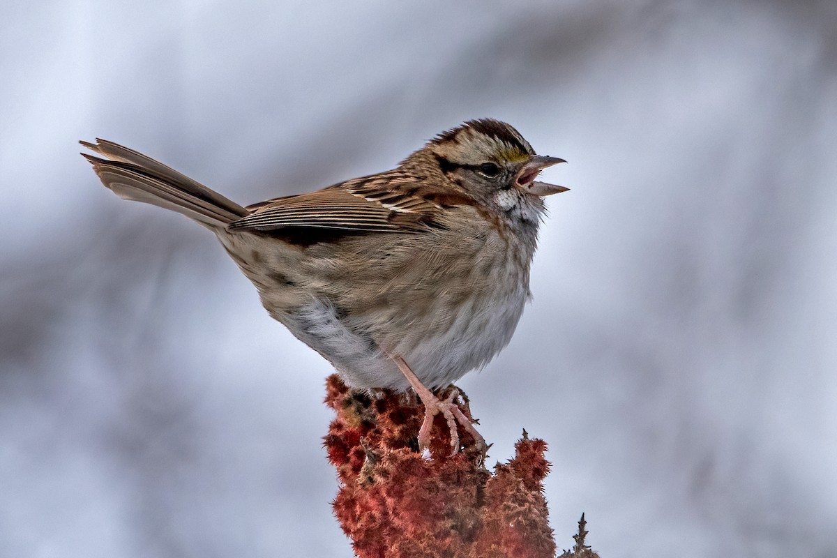 White-throated Sparrow - ML403361861