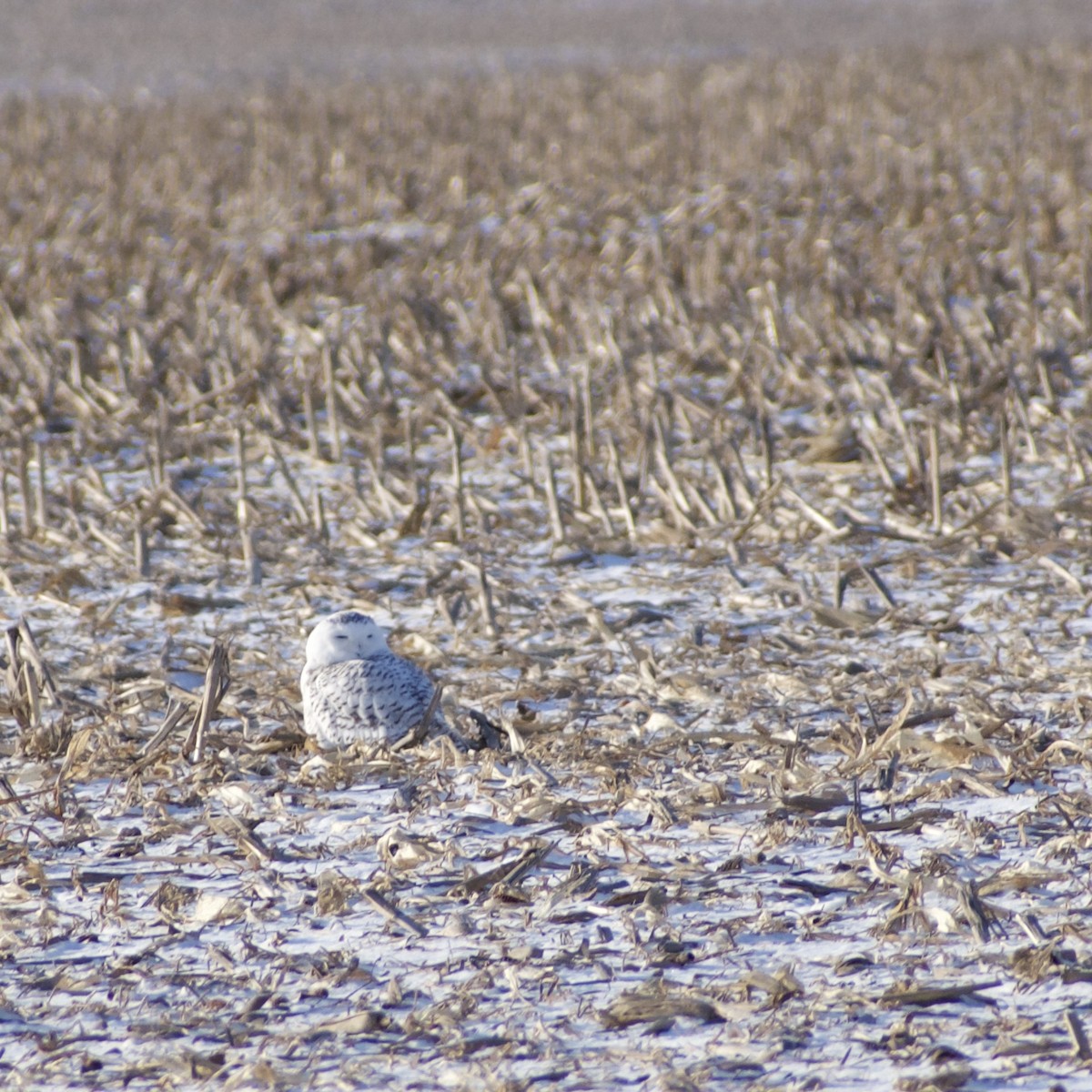 eBird Checklist 7 Jan 2022 SSRE, Arcola USMO (37.5059,93.9636
