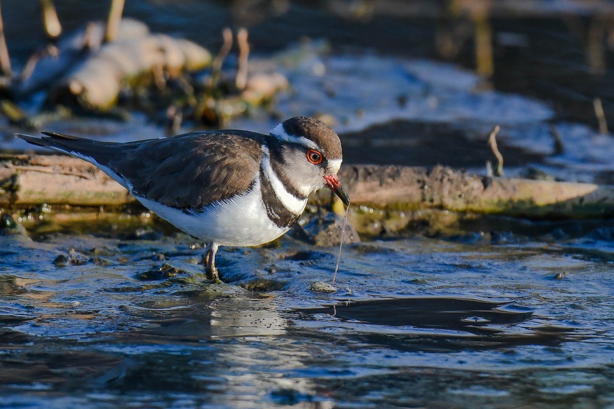 Three-banded Plover - ML403372181