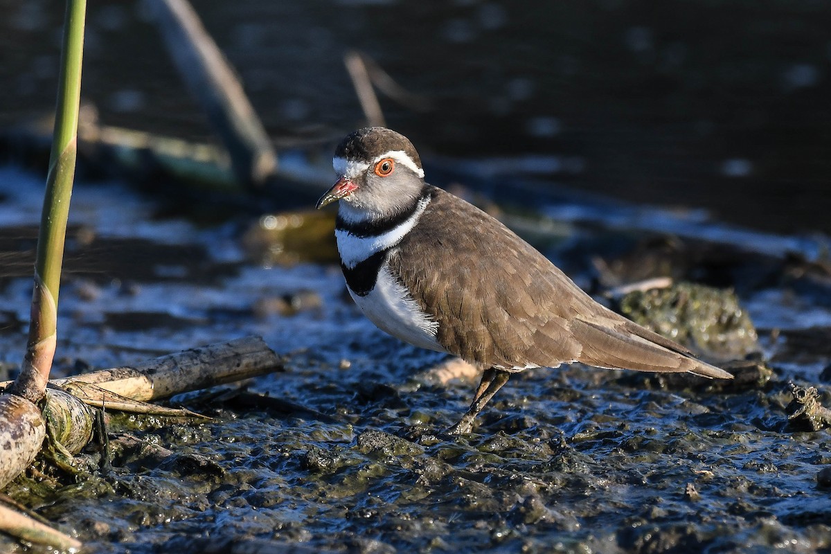 Three-banded Plover - ML403372201