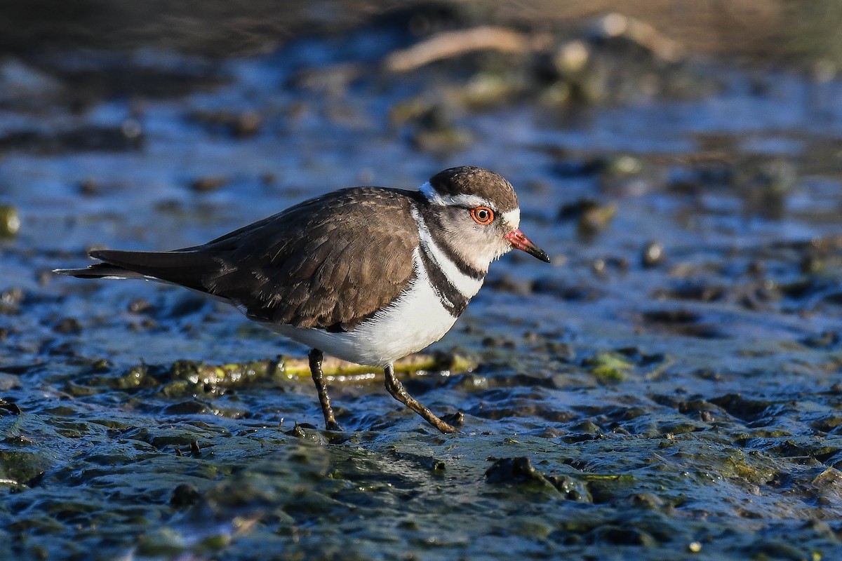Three-banded Plover - ML403372211