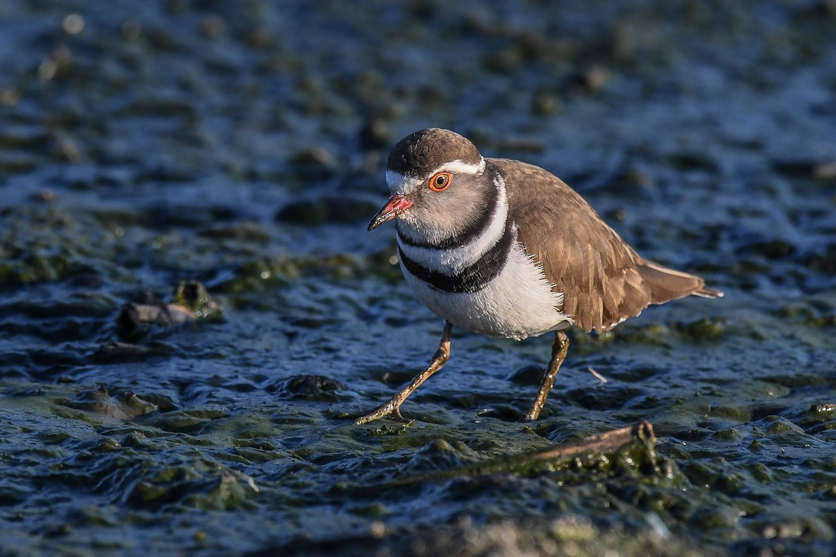 Three-banded Plover - ML403372221