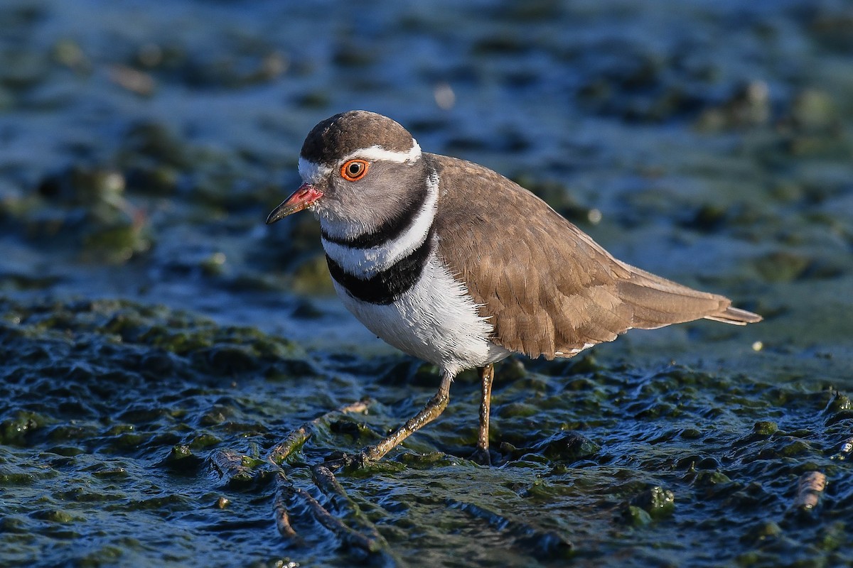 Three-banded Plover - ML403372261
