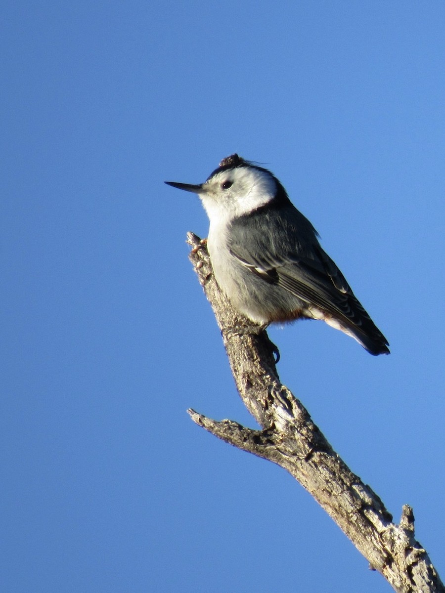 White-breasted Nuthatch - ML403374951