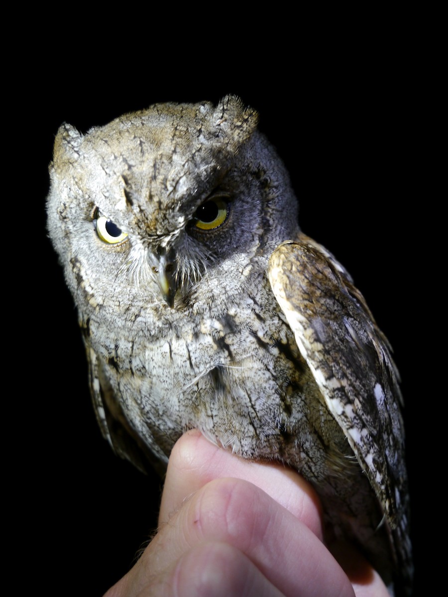 Eurasian Scops-Owl - Jannaca Chick