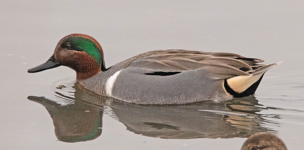 Green-winged Teal - ML403379511