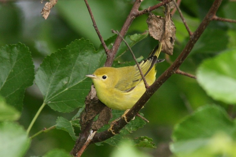 Yellow Warbler - Terry Hibbitts