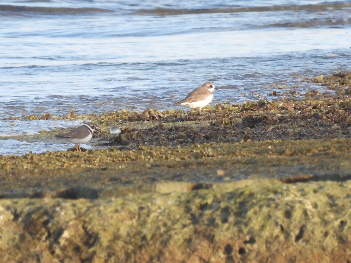 Common Ringed Plover - ML403388681